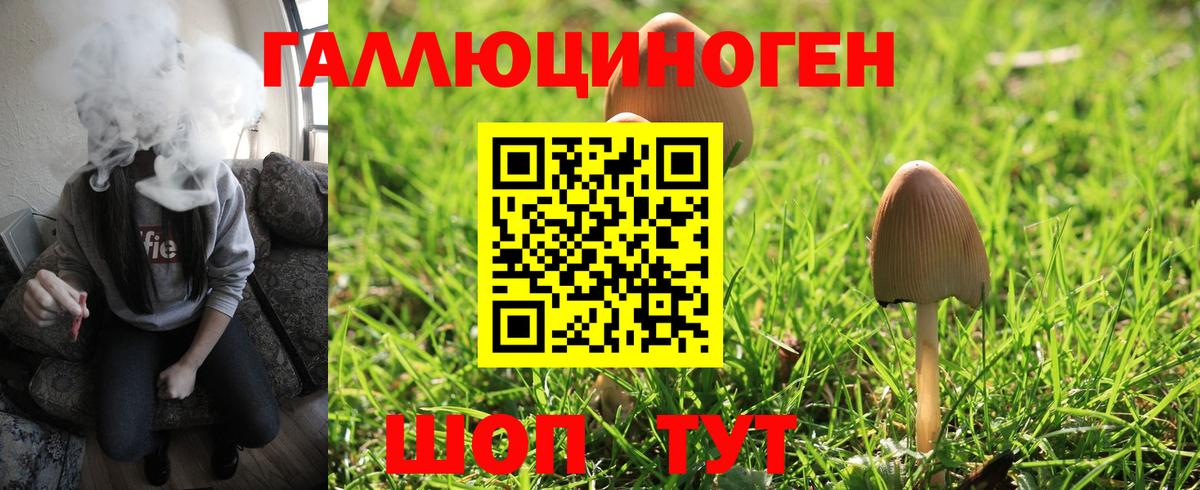Ачхой-Мартан  Галлюциногенные грибы Psilocybine cubensis  Вход с VPN 